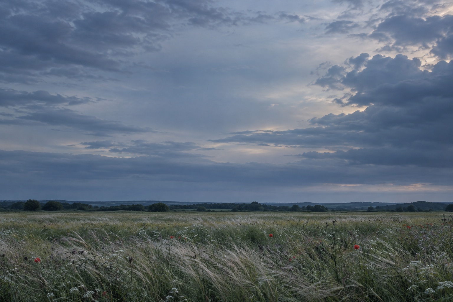 A meadow of wild poppies and grasses under a pale open sky